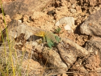 Collared Lizard